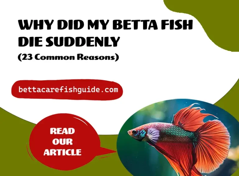 Why Did My Betta Fish Die Suddenly? (23 Common Reasons!)