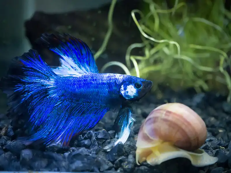 blue half moon Siamese fighting fish in a fish tank