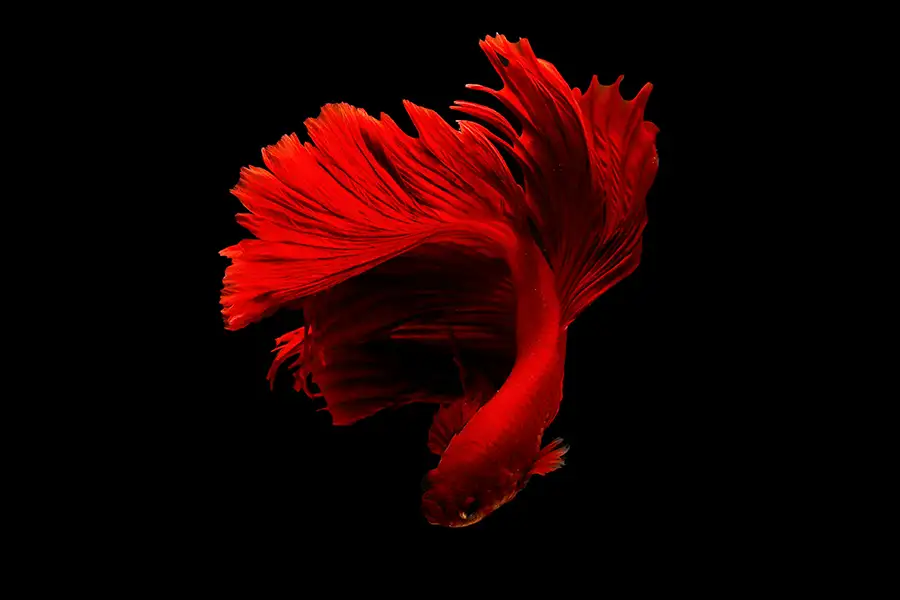 red betta