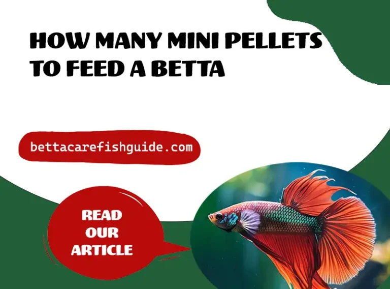 how many mini pellets to feed a betta ?