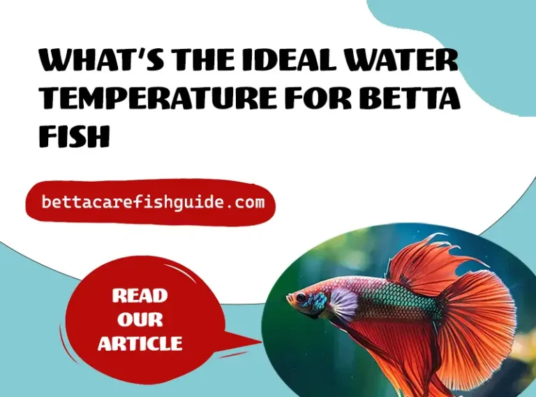 what's the ideal water temperature for betta fish