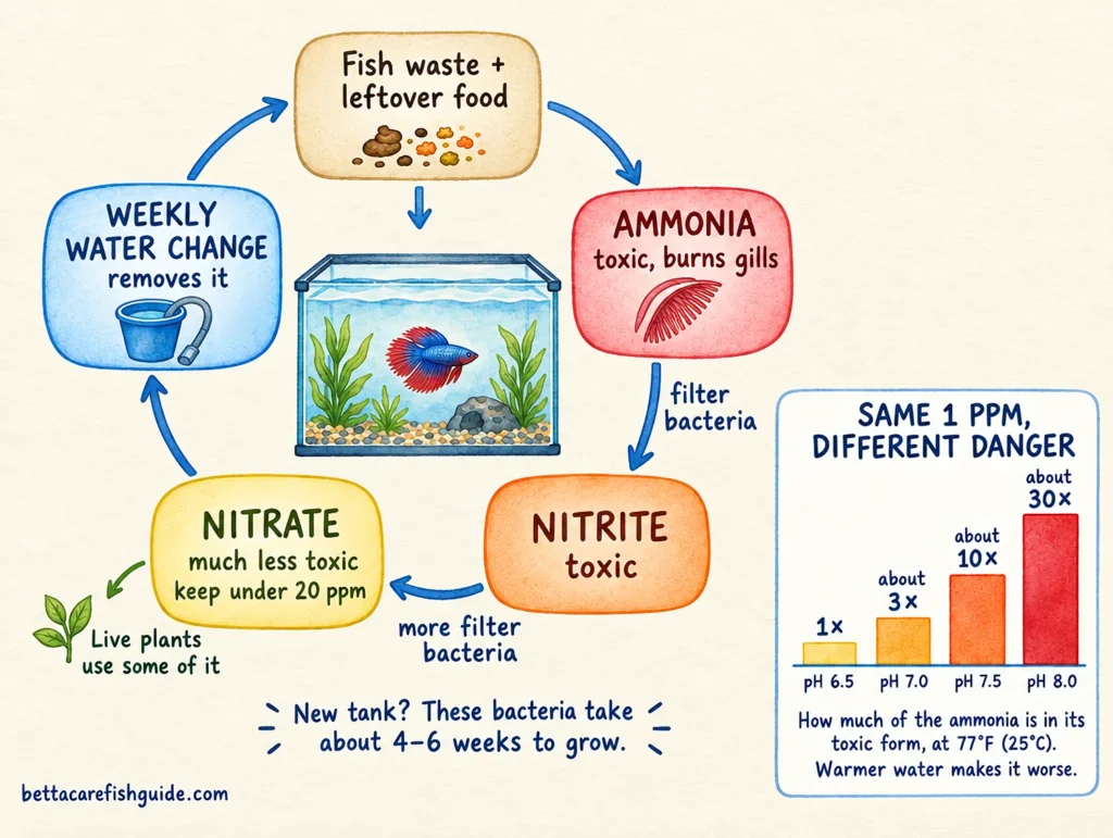 Aquarium nitrogen cycle: ammonia to nitrite to nitrate, removed by water changes, with a chart showing ammonia becomes more toxic as pH rises