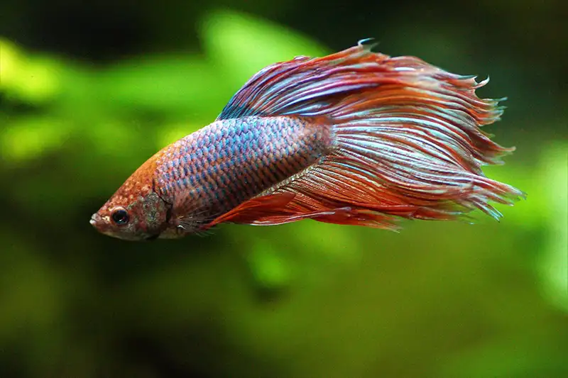 betta care preventuve mesures
