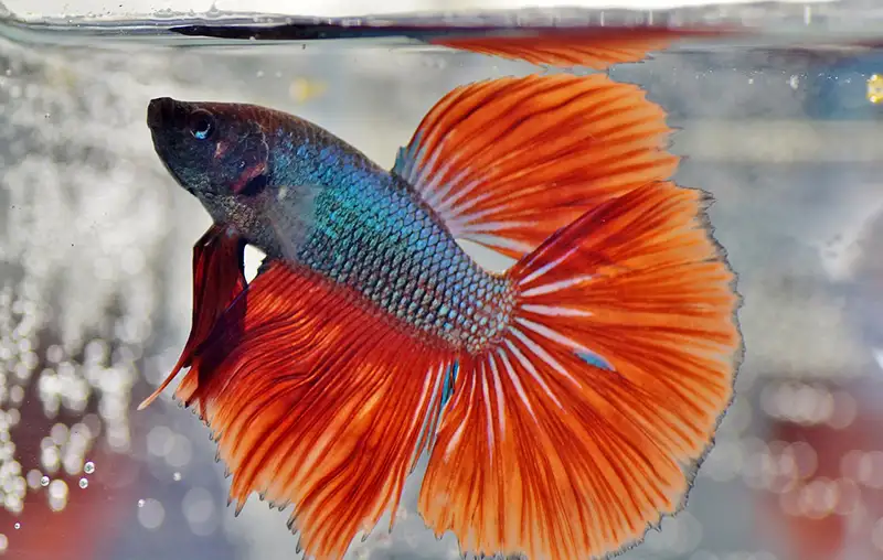 betta warrior fish
