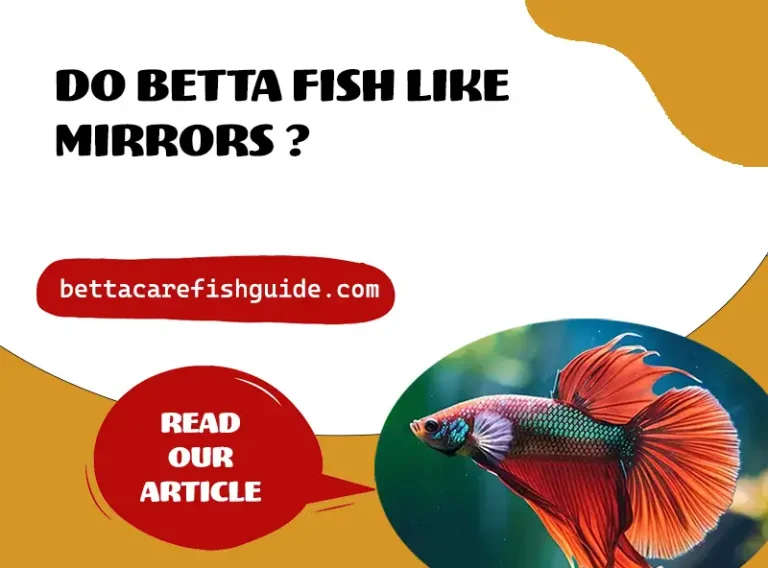 do betta fish like mirrors ?