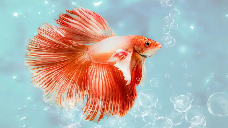 The Betta Siamese fighting fish, Betta splendens Pla-kad ( biting fish ) Thai. (Halfmoon fancy white Red betta ) in motion on abstract bubble blue background
