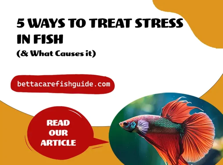 5 ways to treat stress in fish