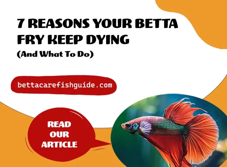 7 reasons your betta fry keep dying