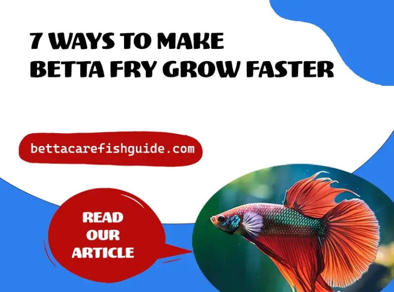 7 ways to make betta fry grow faster