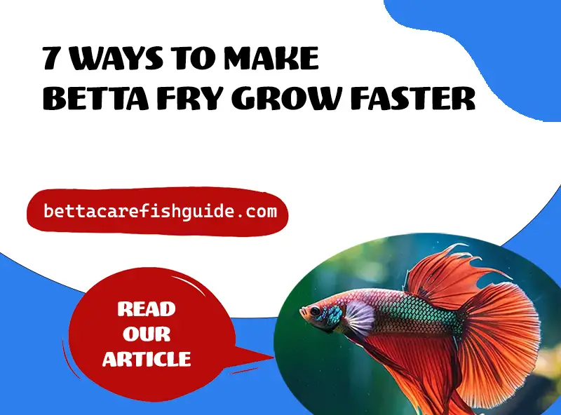 7 Ways To Make Betta Fry Grow Faster