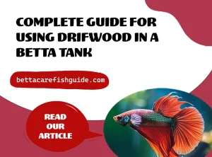 complete guide for using driftwood in a betta tank