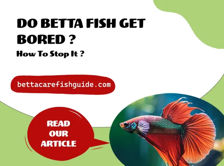 do betta fish get bored