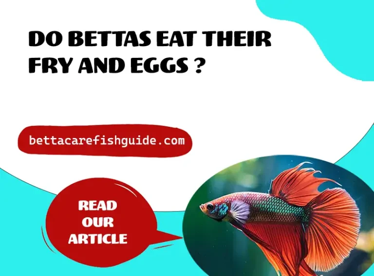 do bettas eat their fry and eggs