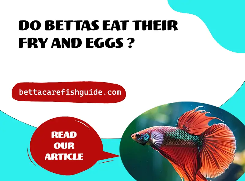 Do Bettas Eat Their Fry And Eggs?