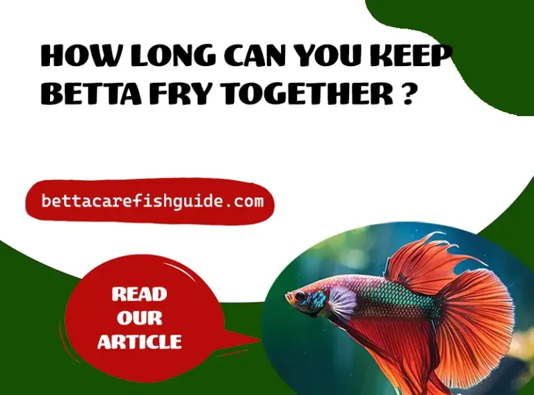 how long can you keep betta fry together