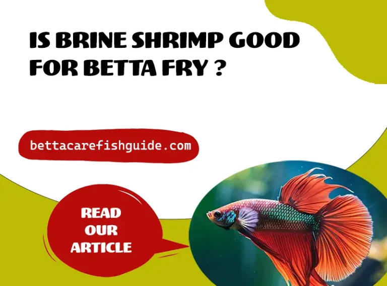 is brine shrimp good for betta fry ?