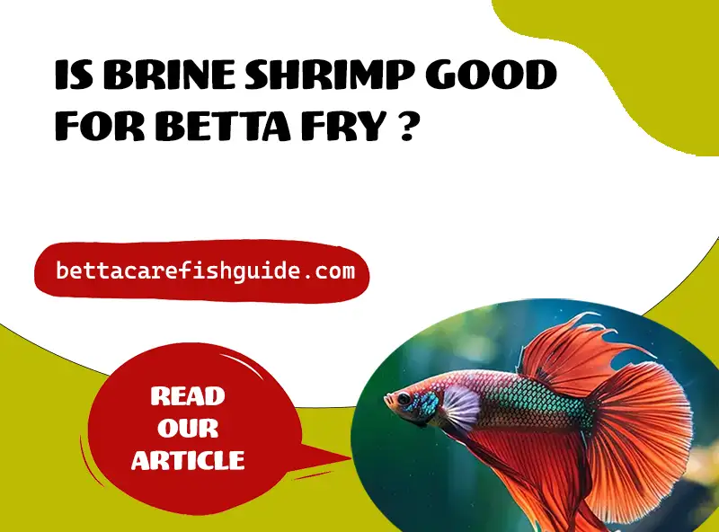 Is Brine Shrimp Good For Betta Fry?
