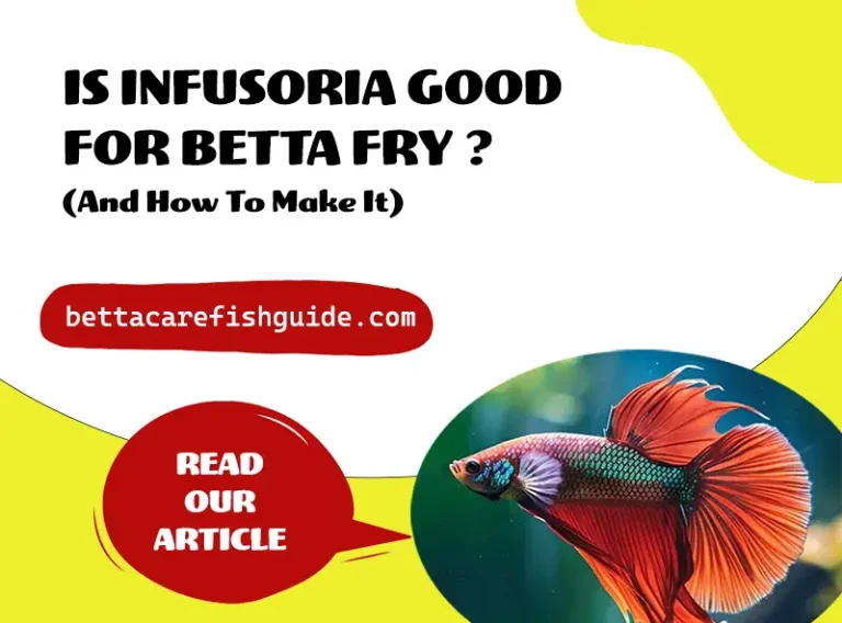 is infusoria good for betta fry