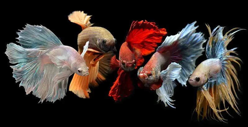 mixed colorful fancy betta