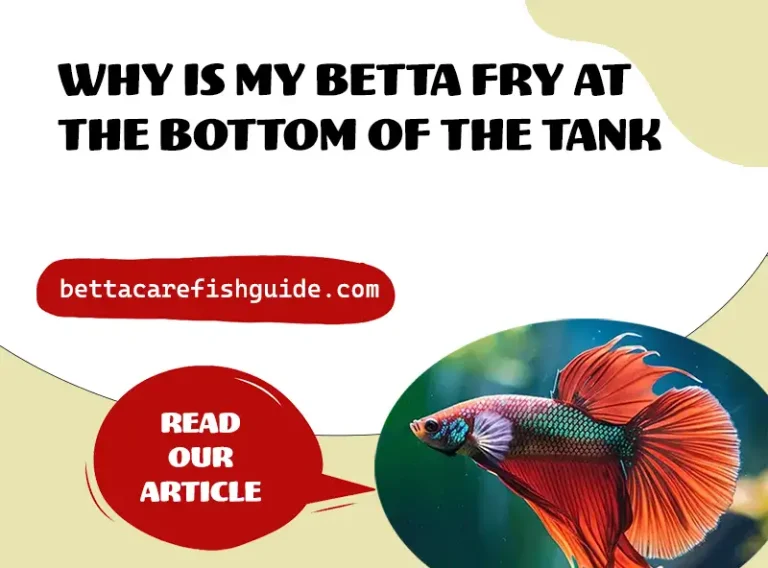 why is my betta fry at the bottom of the tank