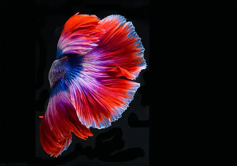 betta fish tail on black background
