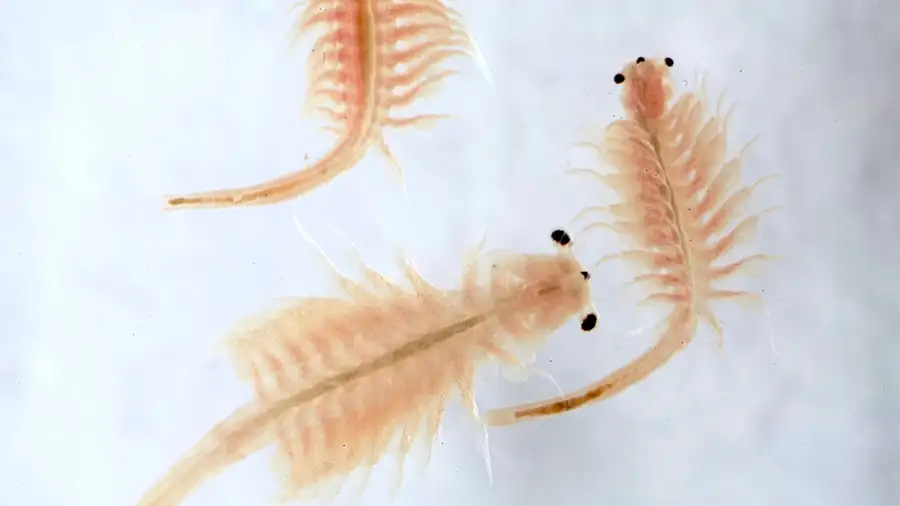 brine shrimp