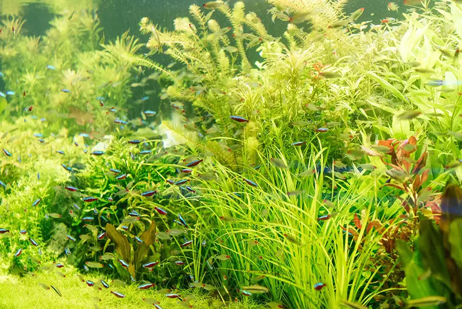 fish in planted tank