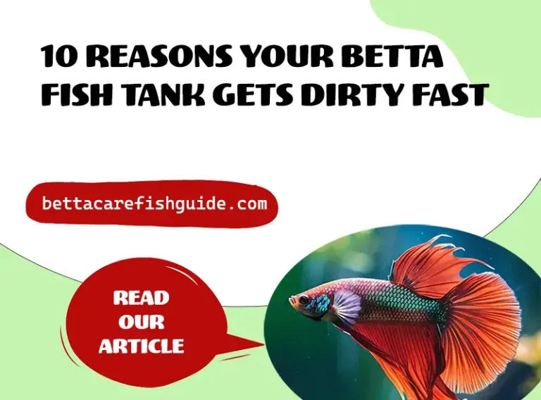 10 reasons your betta fish tank gets dirty fast