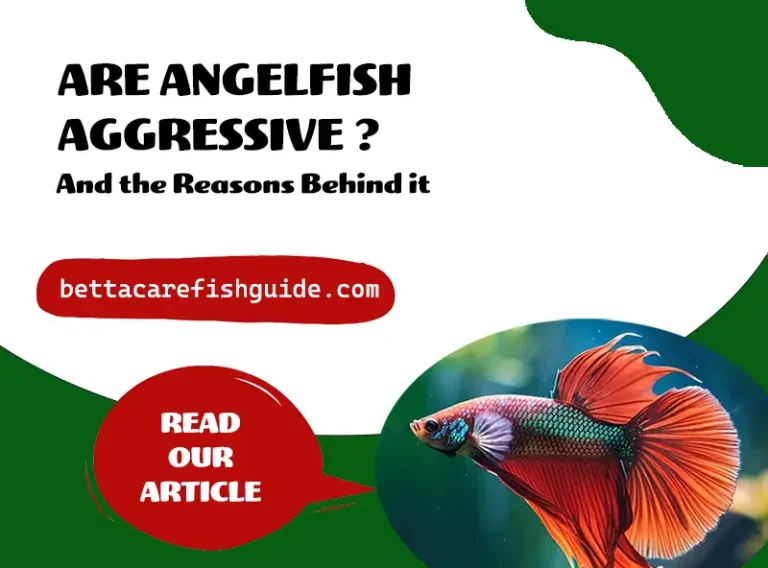 are angelfish aggressive