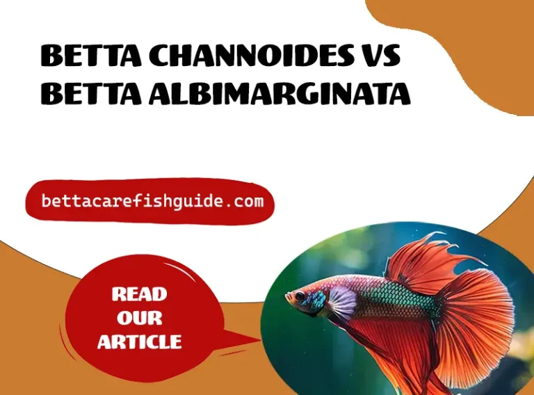 betta channoides vs betta albimarginata