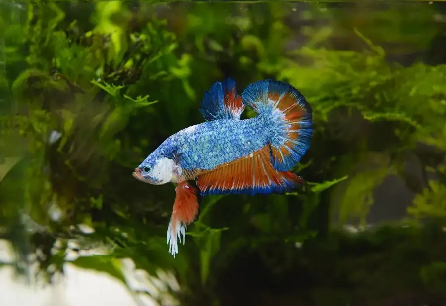 betta fish swinming in aquarium