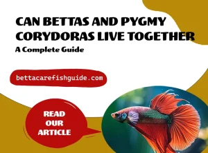 can bettas and pygmy corydoras live together
