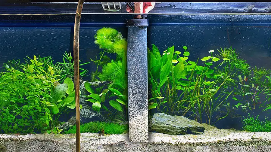 How to Properly Gravel Vacuum