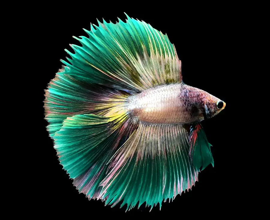 green siamese fighting fish on blue background