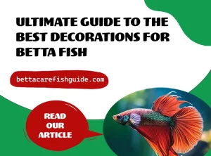 ultimate guide to the best decorations for betta fish