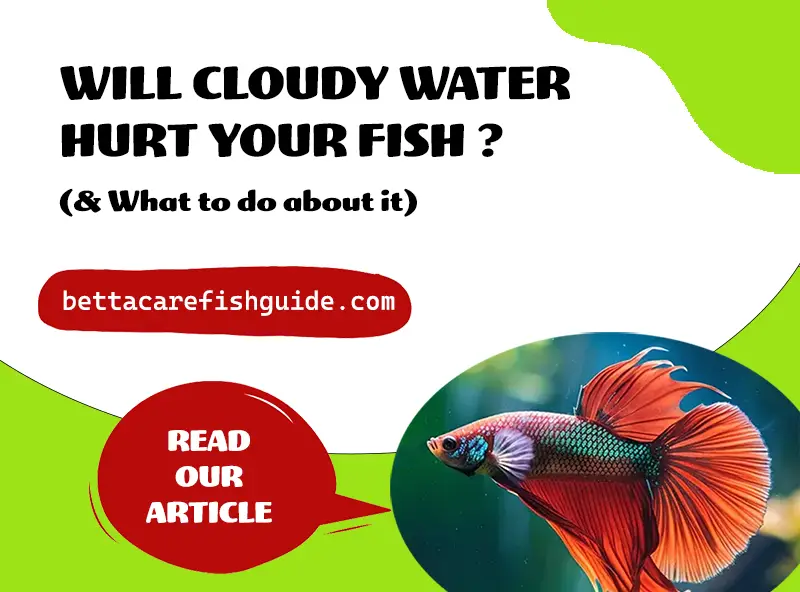 Will Cloudy Water Hurt Your Fish? (& What To Do About It)