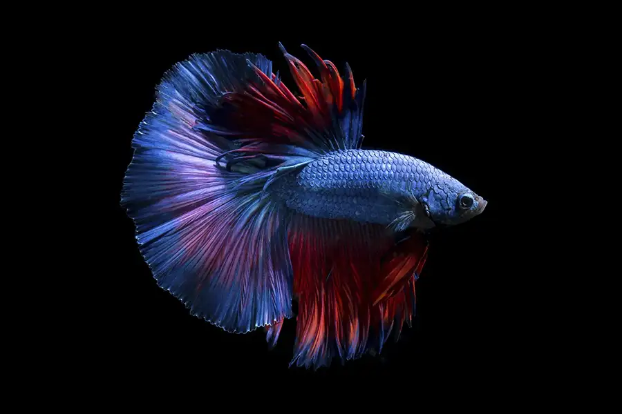 purple betta fish