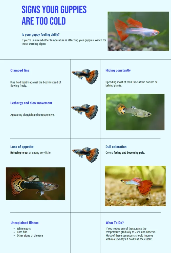 An infographic detailing the signs your guppies are too cold. It visually details symptoms such as clamped fins, hiding, lethargy, loss of appetite, dull coloration, and unexplained illness, and includes a 'What To Do' section.