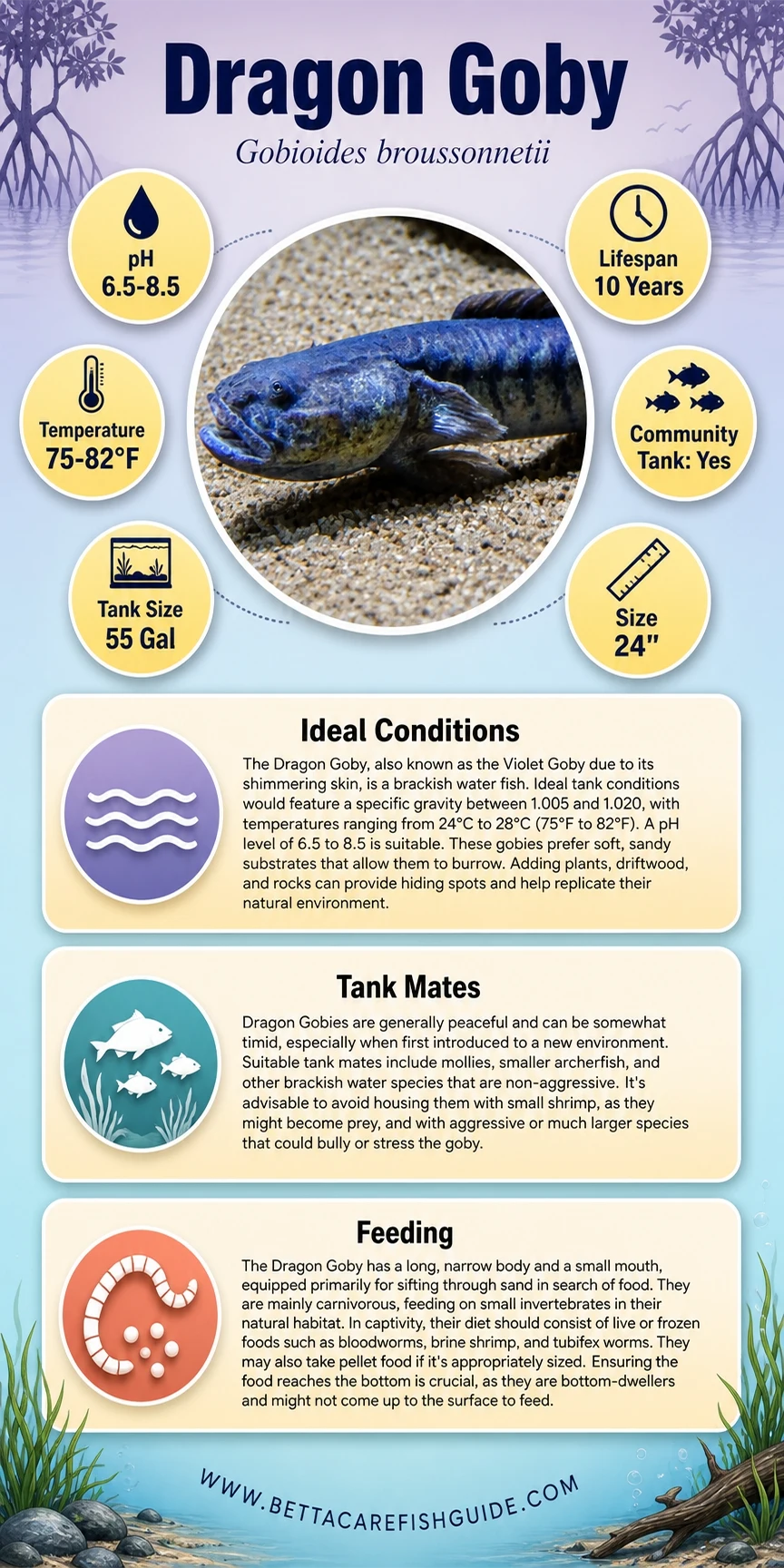 dragon goby care sheet