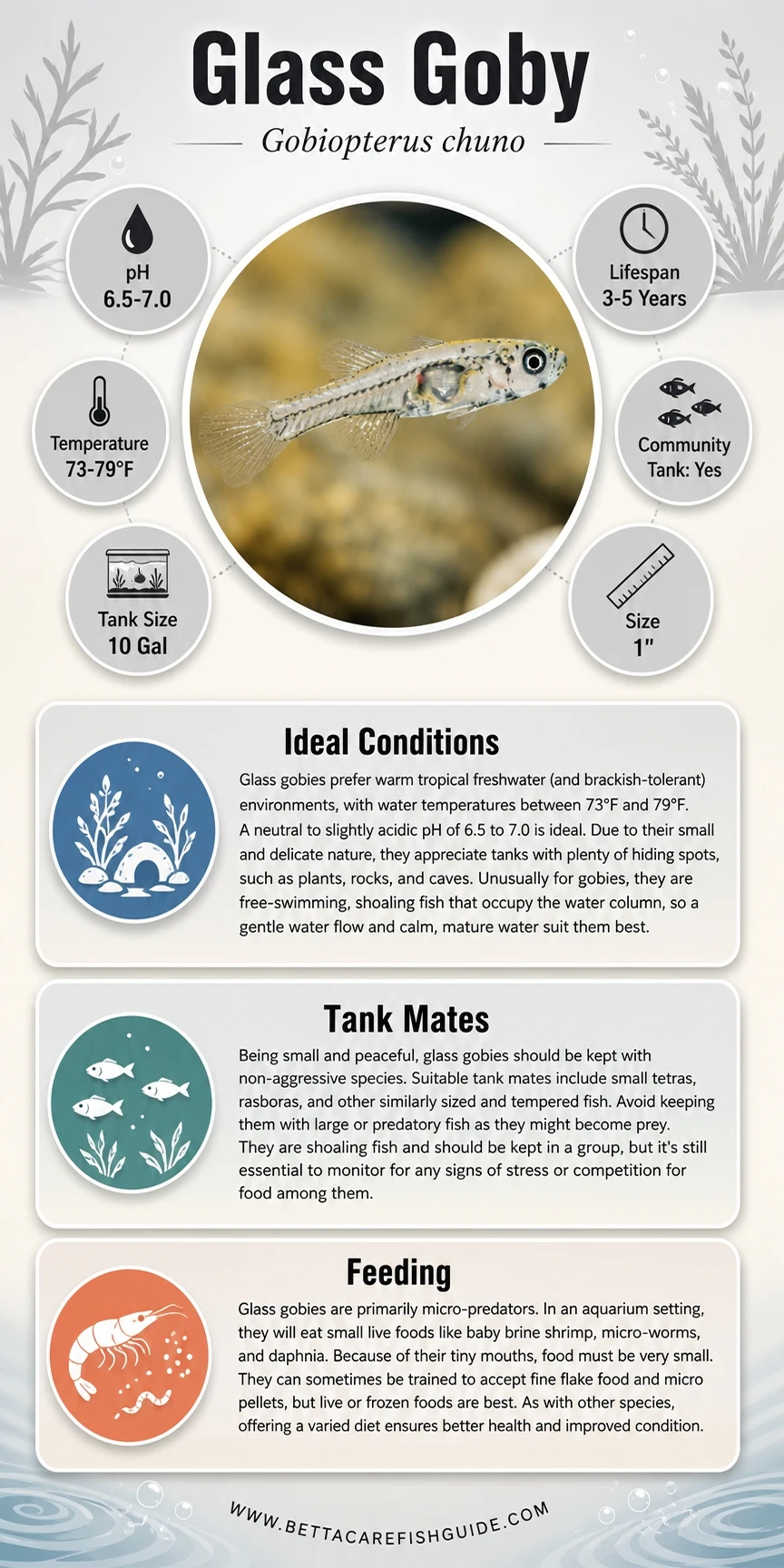 glass goby care sheet
