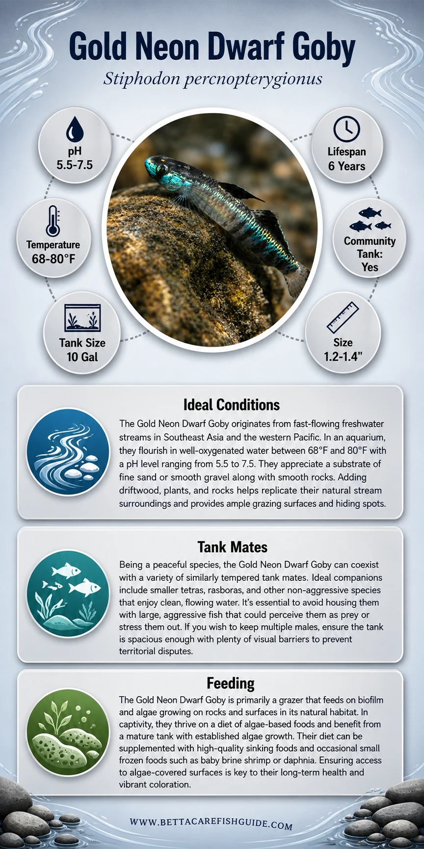 Gold Neon Dwarf Goby (Stiphodon percnopterygionus) care infographic: pH 5.5-7.5, temp 68-80°F, 6-year lifespan, 10-gallon tank, 1.2-1.4 inch size, peaceful freshwater algae grazer.